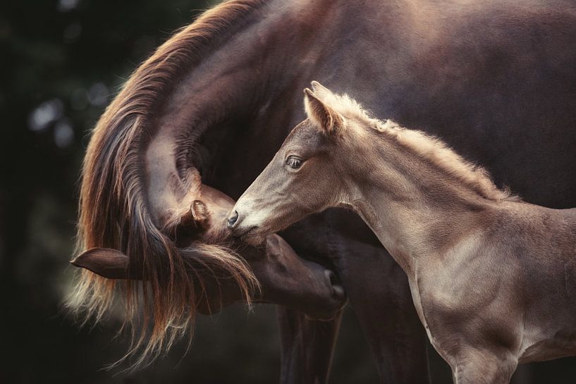 Le lien, Heike Willers par 1x