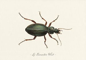 Le Scarabée Vert