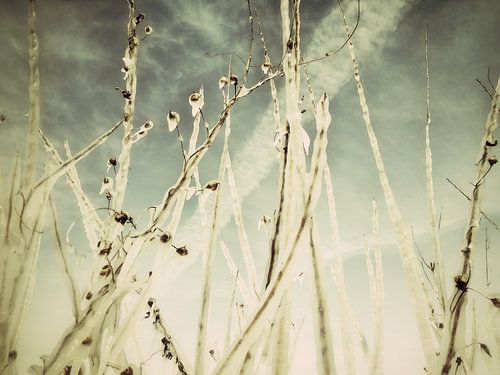 Schilf von FluMiSign