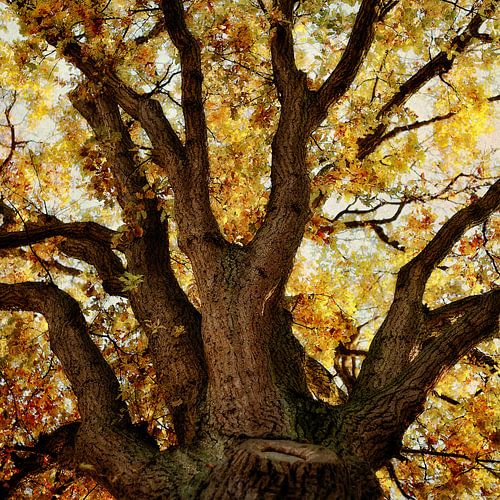 Oak in autumn by Ines van Megen-Thijssen