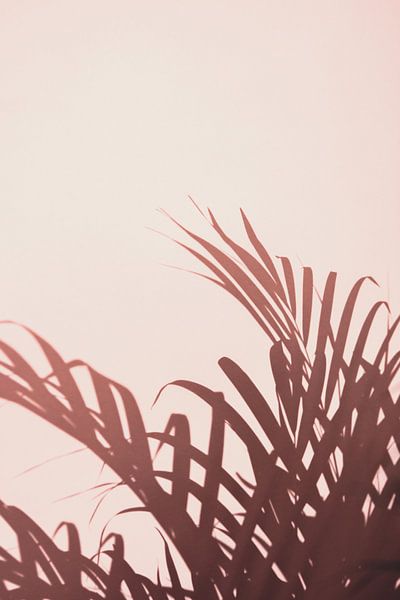 Palmenblätter_2 von Pictufy Studio III