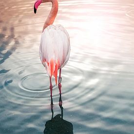 Flamingo Nr. 3 von Photographix by Moni Schmitt Monika
