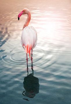 Flamingo N°3 van Photographix by Moni Schmitt Monika