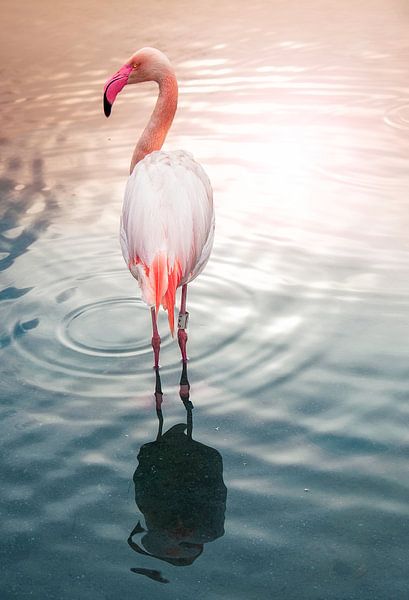 Flamingo N°3 by Photographix by Moni Schmitt Monika