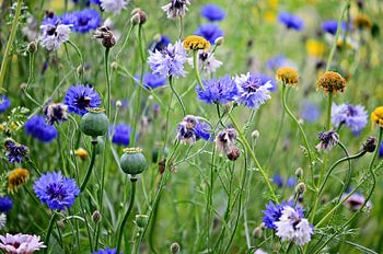 wild cornflowers