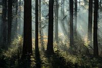 mystical pine forest