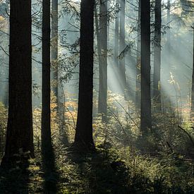 mystischer Pinienwald von Eelke Brandsma