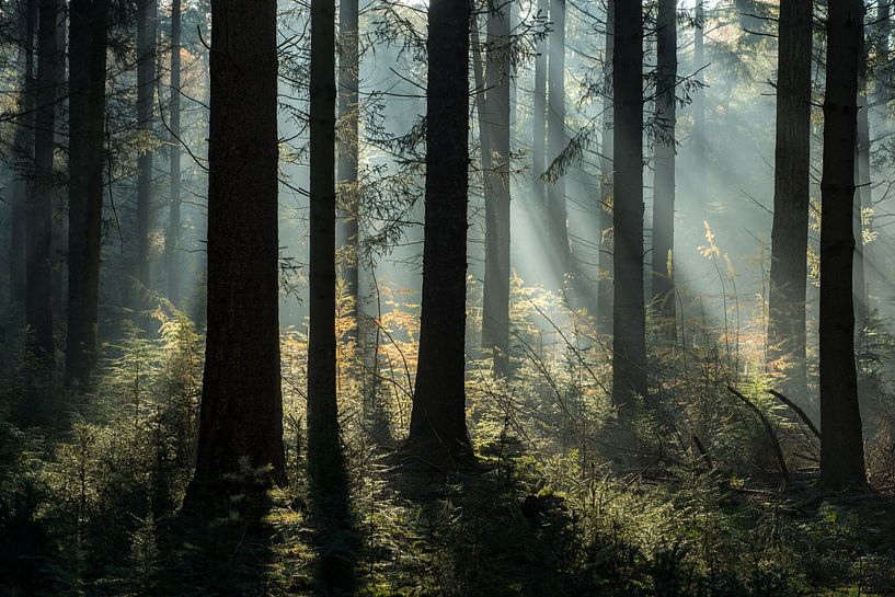 mystical pine forest by Eelke Brandsma