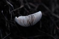 Mushroom Spores by Renske van Lierop thumbnail