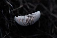 Mushroom Spores