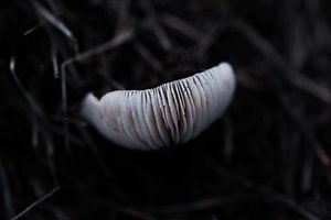 Sporen van een paddenstoel van Renske van Lierop