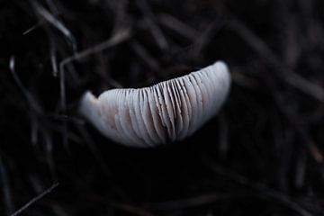 Mushroom Spores by Renske van Lierop