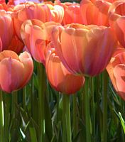 Tulp