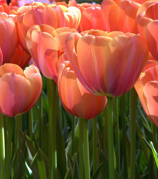Tulips by Carolina Vergoossen