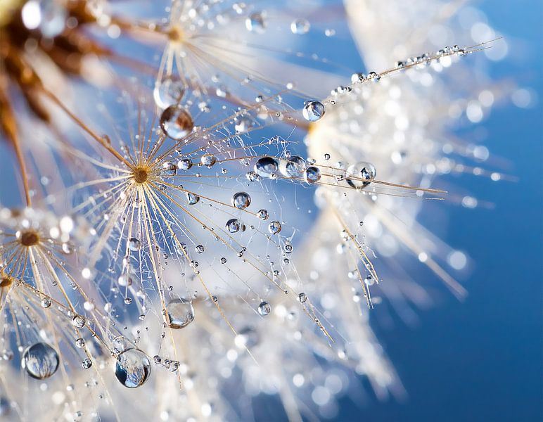 Paardenbloem in macro van Mustafa Kurnaz