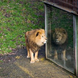 Leeuw die naar zijn eigen reflectie kijkt van Abi Waren