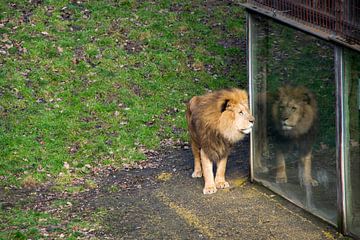 Leeuw die naar zijn eigen reflectie kijkt van Abi Waren