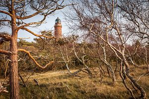 Windgebeugte Bäume beim Leuchtturm Darßer Ort
