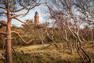 Windgebeugte Bäume beim Leuchtturm Darßer Ort von Christian Müringer