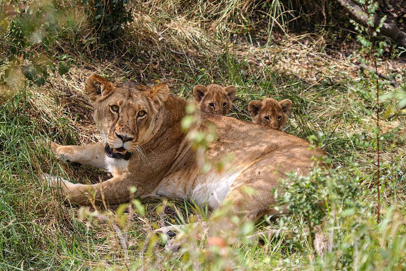 Löwen in der Masai Mara von Roland Brack