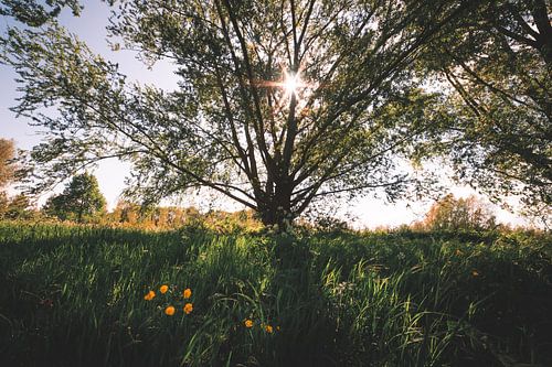 Gele bloemen met zonnestralen door de bomen