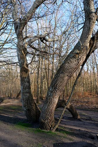 Un monstre de la nature