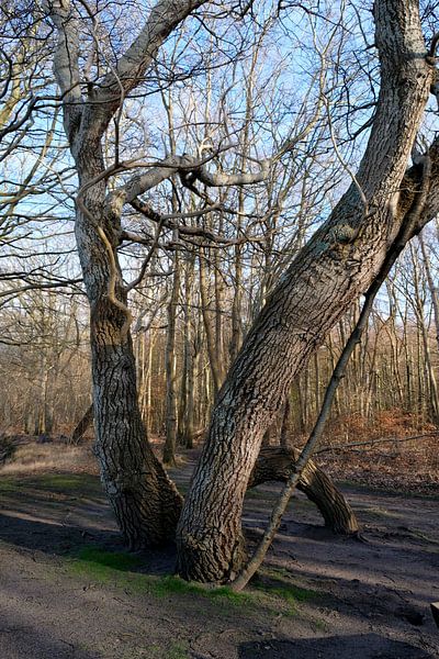 freak of nature by Ostsee Bilder