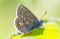 Icarusblauwtje vlinder op groen blad van Mark Scheper thumbnail