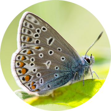 Icarusblauwtje vlinder op groen blad van Mark Scheper