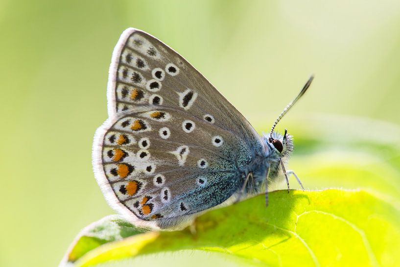 Papillon bleu Icare sur une feuille verte par Mark Scheper