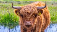 Schotse hooglander in Kop van Noord-Holland van Jessica Lokker thumbnail