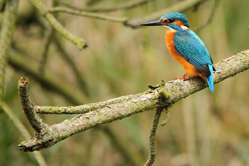 IJsvogel jaagt op vis van Arnold van der Horst