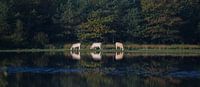drie koeien (panorama) by Bart Hardorff thumbnail