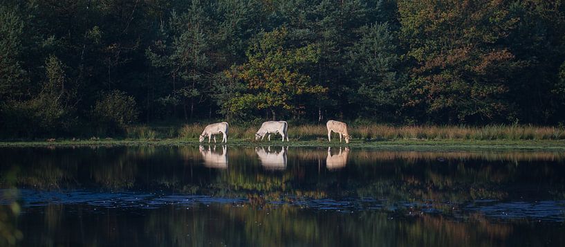 drie koeien (panorama) by Bart Hardorff