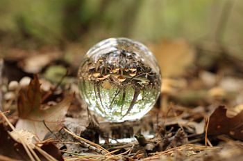 Champignons unten oben