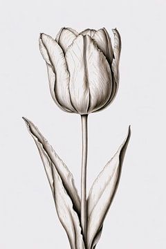 Elegante tulp in zwart-wit lijnen van De Muurdecoratie