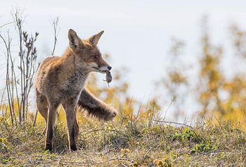 Vos vangt een muis
