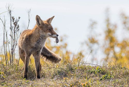 Vos vangt een muis