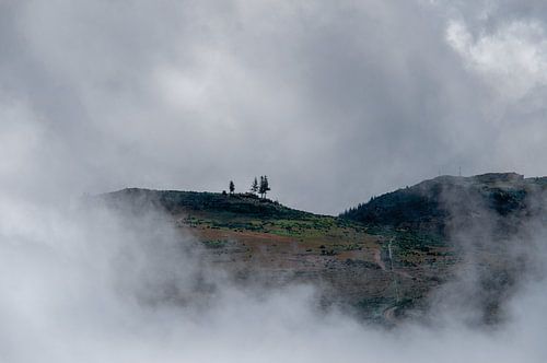 Bomen in de mist op de Pico Arieiro, Madeira, Portugal