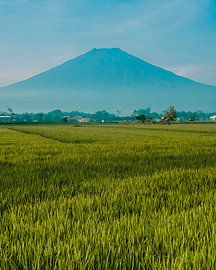 Fuji's Veld: Rustige rijstveld ochtend