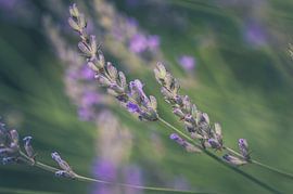 De lavendel dansend in de wind. van Robby's fotografie