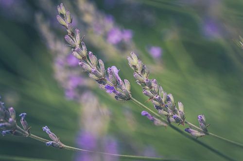 De lavendel dansend in de wind.