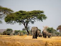 Olifanten in Afrika