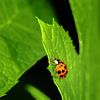 Macro d'une coccinelle sur une feuille sur ManfredFotos