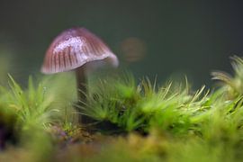 Champignon sur de la mousse
