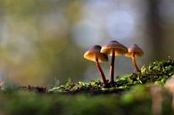 Les champignons un jour d'automne ensoleillé par Vincent Keizer Aperçu