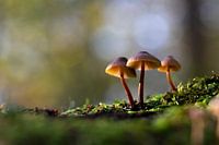 Paddenstoelen op een zonnige herfstdag