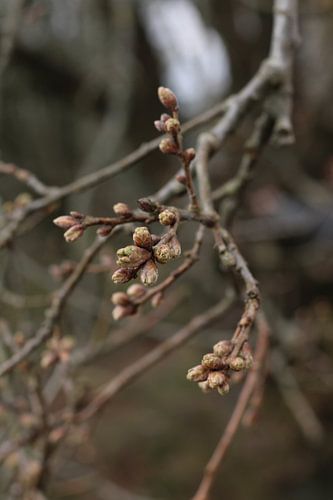 Still life on the Ginkel Heath