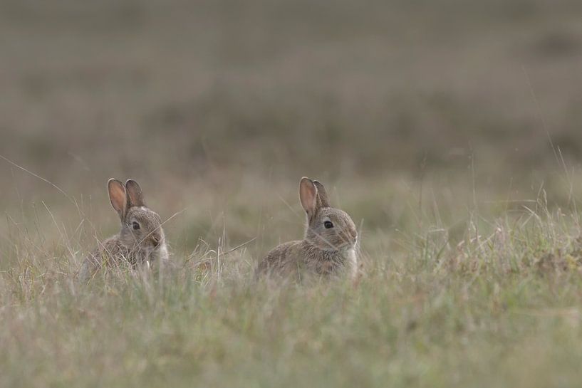 Junge Hasen wagen sich aus ihrem Bau in die Heide von Eric Wander
