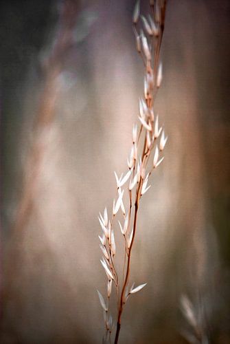 NATURE IN HARMONY no2a